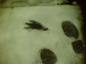 small three toed footprint