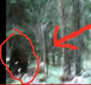 Slovenian Bigfoot