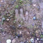 New Hampshire cryptid footprint