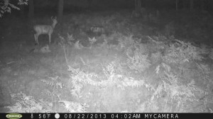 trail cam humanoid 1