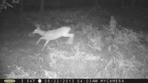 trail cam photo of ghost or humanoid