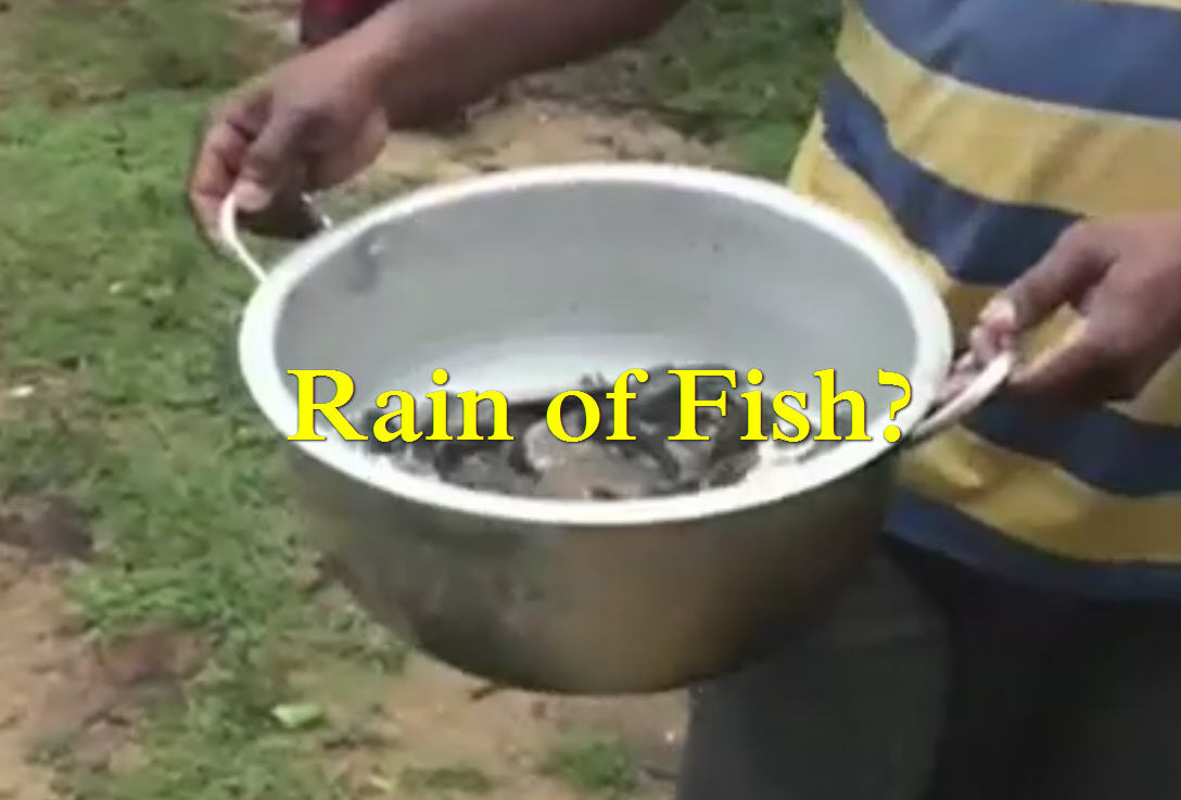 Fish Rain In Shrilanka
