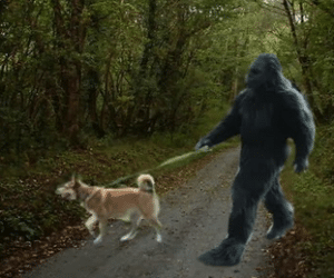 Does Bigfoot befriend dogs?