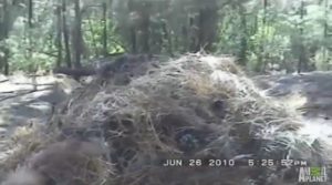 Possible Bigfoot or Mogollon Monster Den