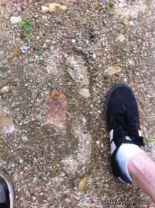 White Mountain 3 Toed Footprint