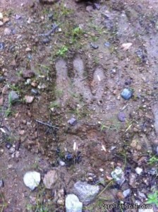 New Hampshire cryptid footprint