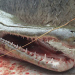 Alligator Gar