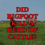 Bigfoot Kills Herd Of Cattle