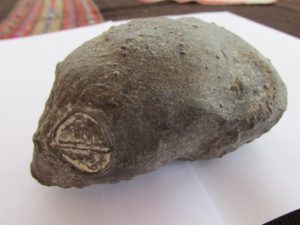 Alien skull found in Peru