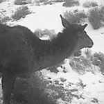 Cryptid Found In Northern China