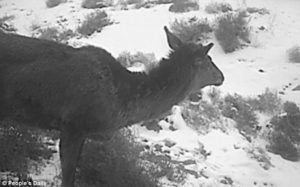 China's Horse Deer Cryptid