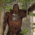 What Is Bigfoot?